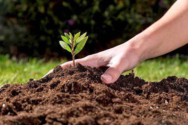 اثرات بهبود و اصلاح خاک
