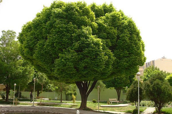 آبیاری درخت