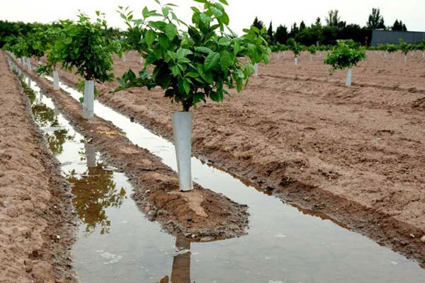 روش‌های آبیاری درختان