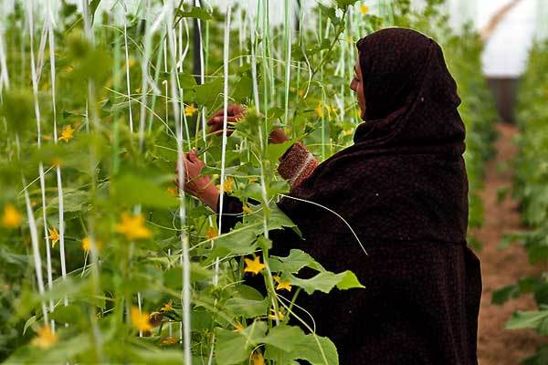 سود بیشتر و اشتغال‌زایی