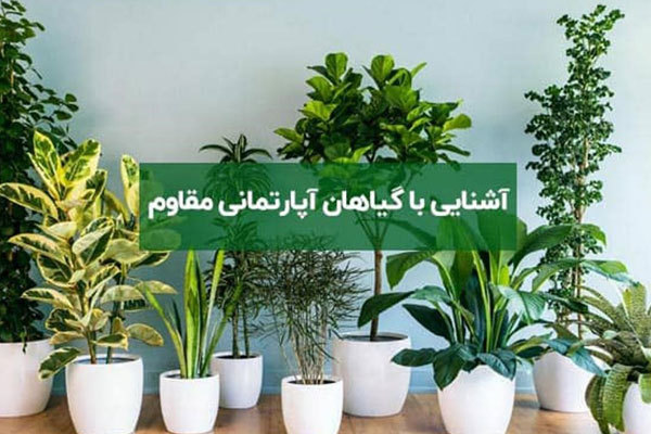 گیاه مقاوم
