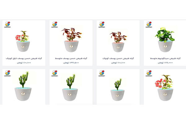 انواع گیاهان مقاوم با گلباران سبز گیلان