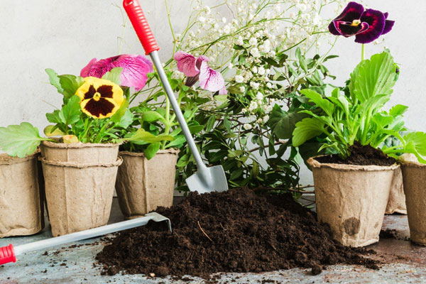 منظور از تقویت گیاه و گل چیست؟