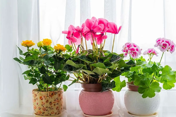 گیاهان موجودات زنده نیازمند مراقبت برای رشد!
