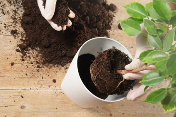 چه خاکی برای بنجامین مناسب‌تر است؟