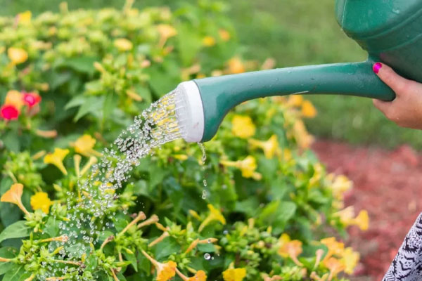 راه حل‌های ابتدایی برای کمک به رشد بهتر گل و گیاهان 
