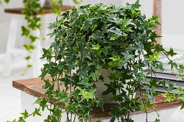 گل رونده چه نوع گلی و با چه مشخصاتی است؟