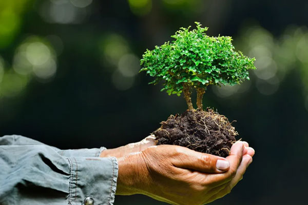 خرید خاک بونسای 