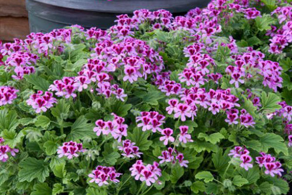 شمعدانی عطری 
