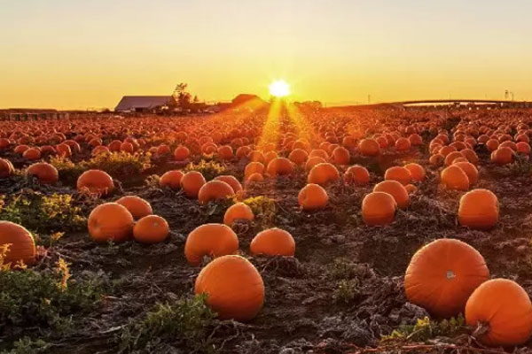 خرید خاک جالیزی