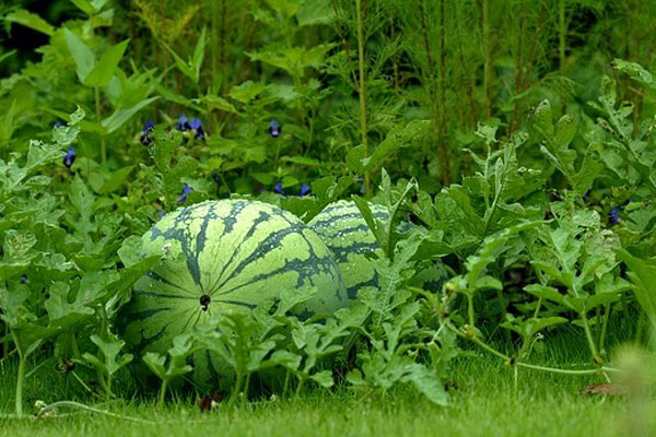 جالیز کجاست و خاک جالیزی به چه معناست؟