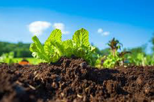 ویژگیهای خاک جالیزی مناسب