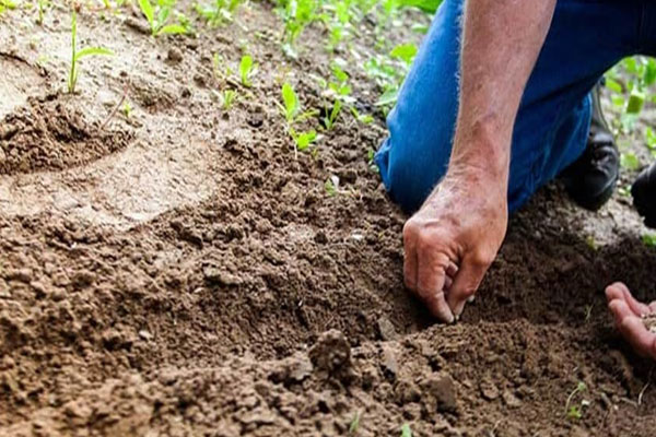 خرید خاک زراعی را می‌توان به چه صورت از گلباران سبز انجام داد؟
