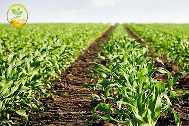 راهکار های افزایش سازگاری و مقاومت محصولات کشاورزی در برابر شرایط نا مساعد محیطی