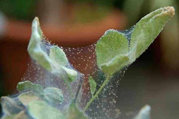 راه حل رفع کنه در گیاهان آپارتمانی 