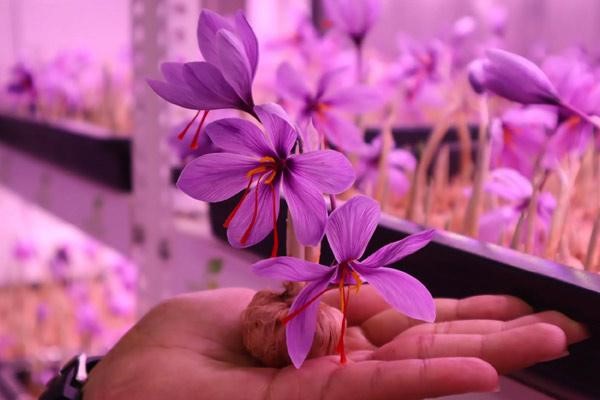 پرورش زعفران گلخانه ای