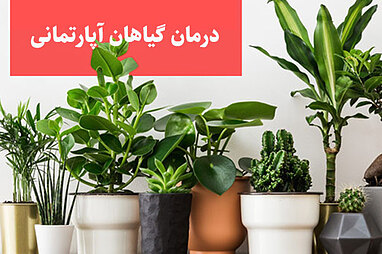 درمان گیاهان آپارتمانی