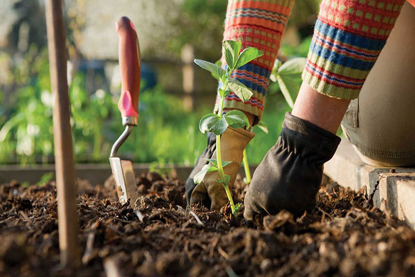 کاربردهای کمپوست و خاک‌ برگ در باغبانی