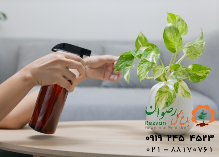 آیا شیر برای گیاهان آپارتمانی مفید است