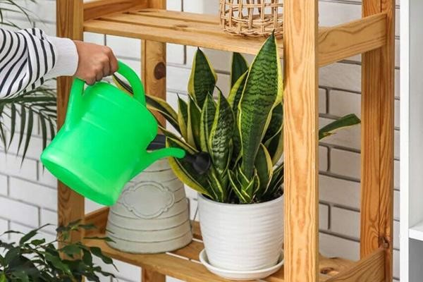 NPK بهترین کود برای پاجوش زدن سانسوریا