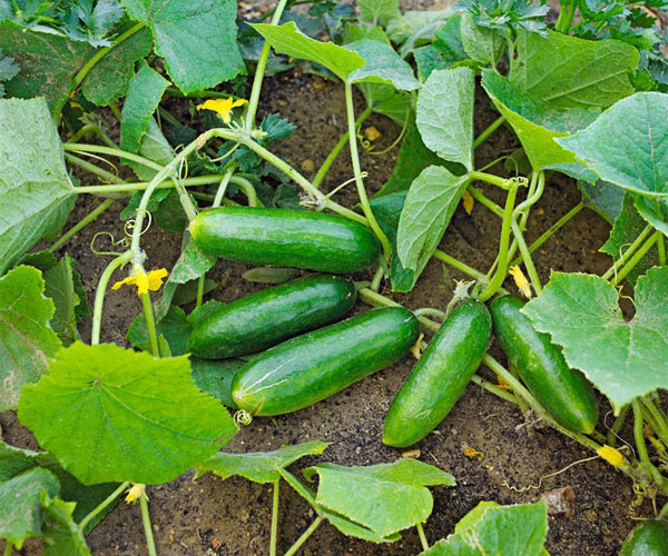 خرید بذر خیار