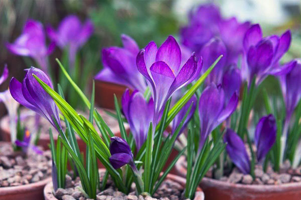 چگونه در گلدان زعفران بکاریم؟