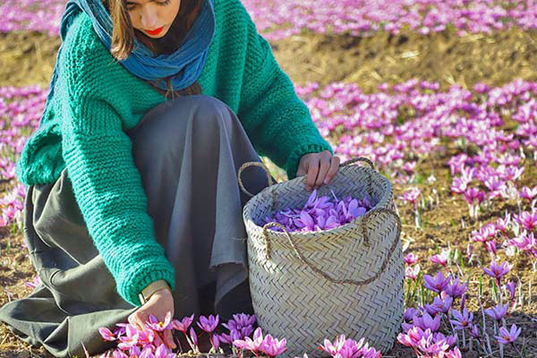 چه زمانی می‌توان زعفران‌های کاشته شده را برداشت نمود؟