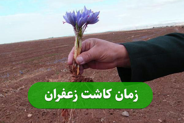 زمان کاشت زعفران