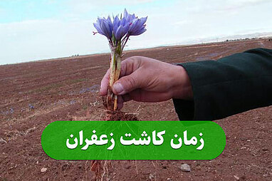 زمان کاشت زعفران