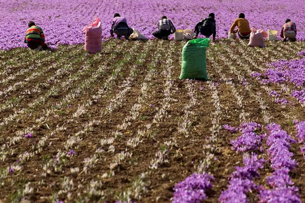 چه شرایطی برای کاشت زعفران مناسب است؟