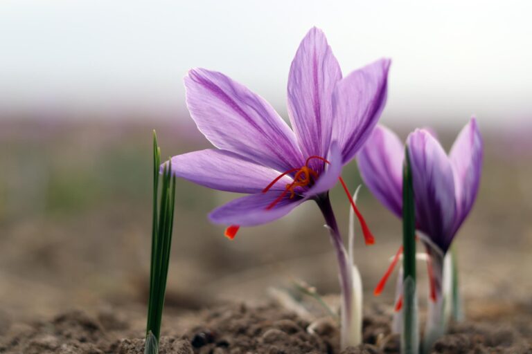 کشت زعفران چگونه است؟