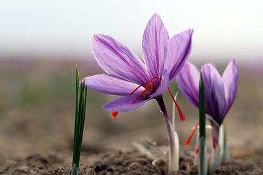 کشت زعفران چگونه است؟
