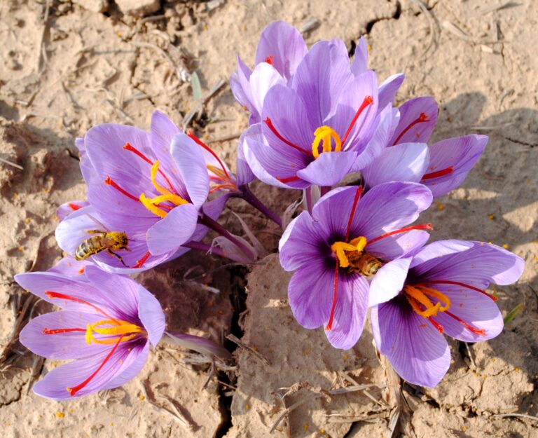 زمان کشت زعفران چه موقع است؟