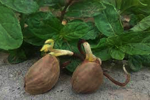 کاشت نهال پسته و مزایای آن نسبت به کاشت بذر