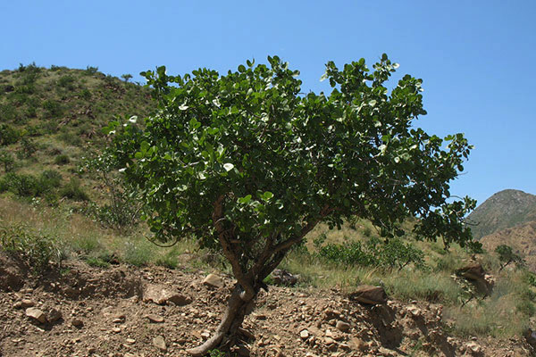 خاک عامل مهمی در رشد نهال های پسته
