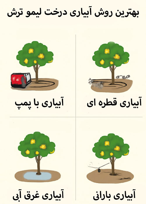 بهترین روش های آبیاری درخت لیمو ترش