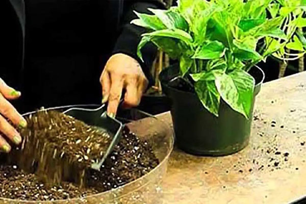 آیا می‌توان از خاک و برگ برای گیاه پتوس کمک گرفت؟