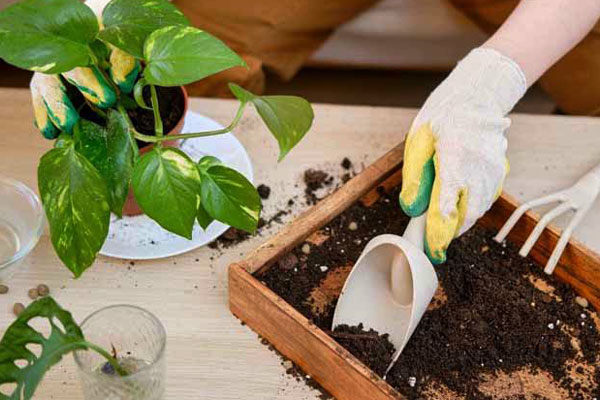 گیاه پتوس به چه نسبتی از خاک و برگ و خاک معمولی نیاز دارد؟