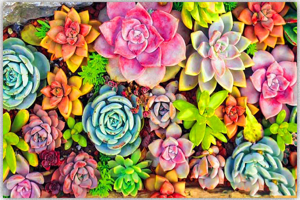 کدام نوع از گیاهان برای رشد به خاک و برگ نیاز ندارند؟