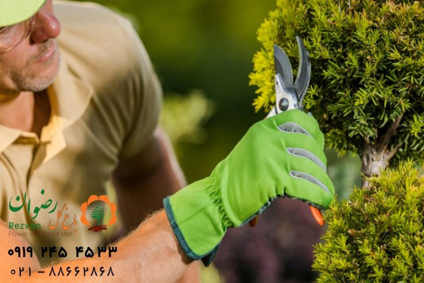 گیاهان مناسب برای محوطه سازی 