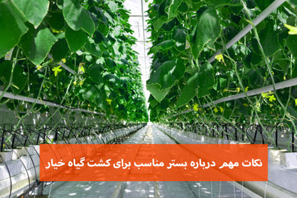 نکات مهم درباره بستر مناسب برای کشت گیاه خیار