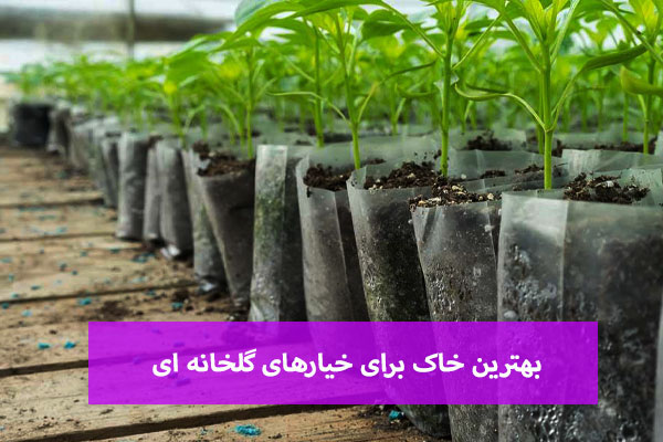 بهترین خاک برای خیارهای گلخانه ای