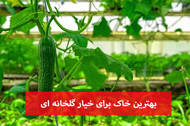 بهترین خاک برای خیار گلخانه ای