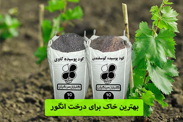 بهترین خاک برای درخت انگور 