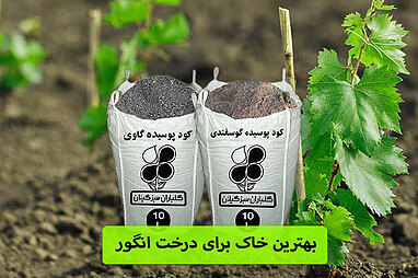 بهترین خاک برای درخت انگور 