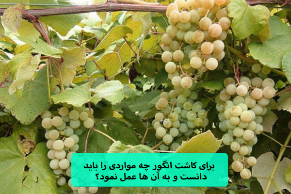 برای کاشت انگور چه مواردی را باید دانست و به آن ها عمل نمود؟