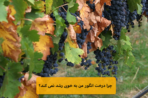 چرا درخت انگور من به خوبی رشد نمی کند؟