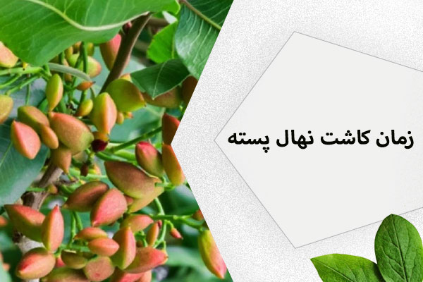 زمان کاشت نهال پسته