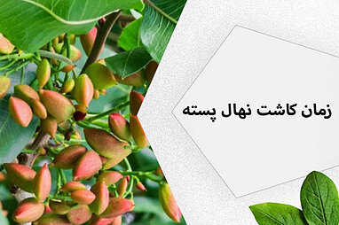 زمان کاشت نهال پسته