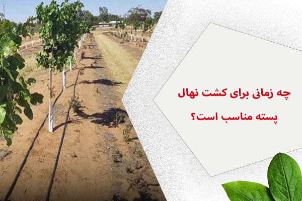 چه زمانی برای کشت نهال پسته مناسب است؟